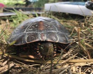 Tortuga de agua ibérica en Rafalell i Vistabella
